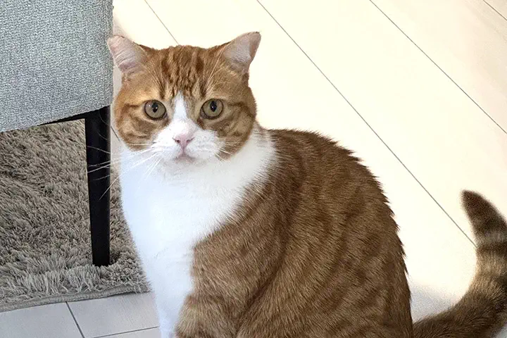 ペットの猫